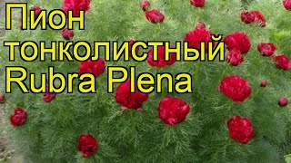 Пион тонколистный Рубра Плена. Краткий обзор, описание характеристик paeonia tenuifolia Rubra Plena