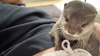 カワウソにヘソをいじられすぎて笑いが止まらない飼い主 owner whose belly button is teased too much by an otter