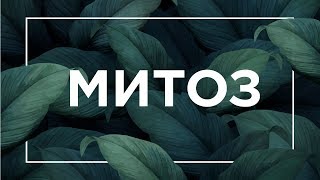 Митоз, интерфаза, жизненный цикл клетки | ЕГЭ Биология | Даниил Дарвин