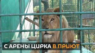 Льва по кличке Лева спасли от голодной смерти