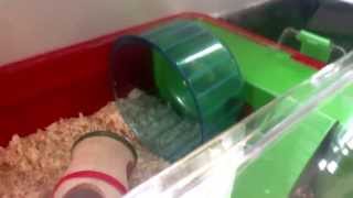 Présentation de la cage de mon hamster !