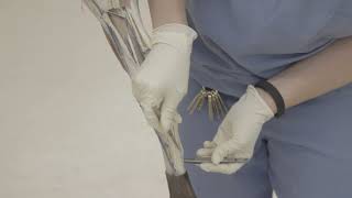 Lab 6  Pelvic Limb III Pony, Right Side   edit V3