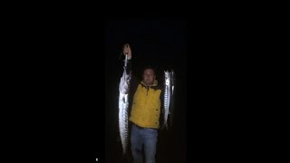 DEV BARACUDA AVI!!!! (5 Kilogramlık )