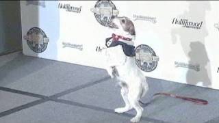 Un prix pour le chien Uggie de The Artist