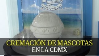 Cremación de mascotas en la CDMX