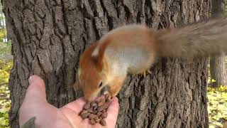 Копия не дала покормить Того Самого бельчонка / Copy did not allow to feed That squirrel