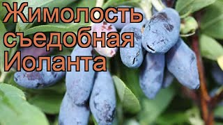 Жимолость съедобная Иоланта (lonicera edulis iolanta) ? обзор: как сажать, саженцы жимолости Иоланта