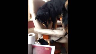 Dog cruelty