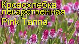 Кровохлебка лекарственная Пинк Танна. Краткий обзор, описание sanguisorba officinalis Pink Tanna