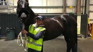 Flying Amanda Ross & Koko Popping Candy to WEG