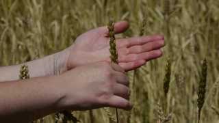 Reportage Tous-Ceven.TV : "Du grain au Pain ", reportage sur le blé ancien