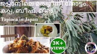 Tapioca in Japan | kappa | മലയാളിയുടെ സ്വന്തം മരച്ചീനി, ജപ്പാനിലെ മരച്ചീനി തോട്ടം, കപ്പ, ബീഫ്, മീൻ