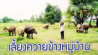 เลี้ยงควายข้างหมู่บ้าน The village is adjacent to Buffalo
