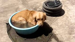 Hot Dog : When I Filling Hot , or Blue ?