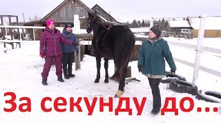 За секунду до... или как не напугать лошадь.