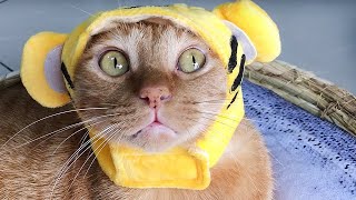 當貓戴上帽子或飾品...怎麼有點搞笑... Funny Cat