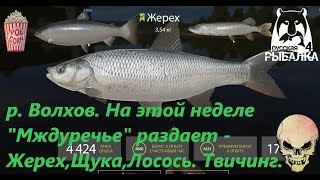 Русская Рыбалка 4. р. Волхов. Ловим Жерех, Щука, Лосось.