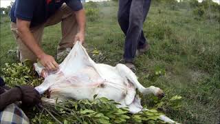 Slaughtering of a goat 2 of 2