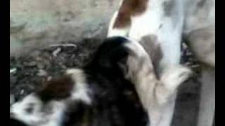 gay dogs