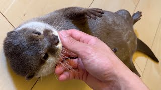 二人から名前を呼ばれてどちらに行くべきか本気で悩むカワウソ otter seriously wonders which way to go when two people call his name.
