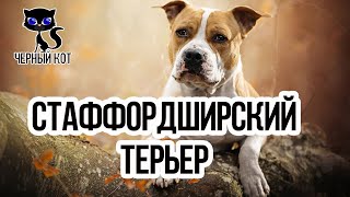Стафф (Стаффордширский терьер) / Интересные факты о собаках
