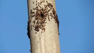 Abelhas africanizadas Apis mellifera scutellata