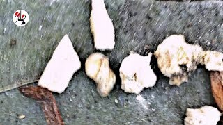 На могиле дятловца Золотарёва найдены кости. Real video