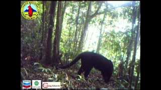 Melanistic Javan Leopard in Mount Halimun Salak National Park