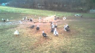 DUCKS WITH ALABAI DOG IN USA
