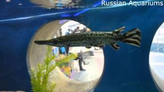 Lepisosteus oculatus Spotted Gar Щука Панцирная