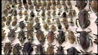 Nuestra UNAM: Insectos comestibles