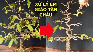 Tỉa cành và thay đất cho mai vàng giảo tân châu