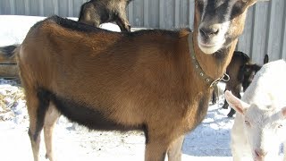 Коза которая не покрывается..