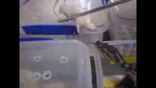 Gammon Ranges Carpet Snake