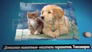 !!!Богонатова Л. Н.  Токсокароз!!!|!!!Bogonatova L.N. Toksokaroz!!!