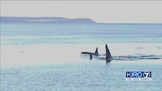VIDEO: Southern resident orca missing and feared dead, researchers say