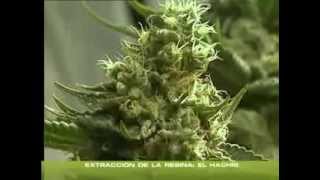 Come fare l'HASHISH molto facilmente!!! fumo di prima qualità