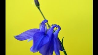 AGUILEÑA (Aquilegia vulgaris) PLANTAS MEDICINALES