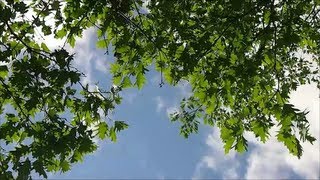 18 Minutes of Wind Blowing through Trees