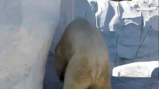 Polar Bear Porno @ The Detroit Zoo