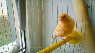 Птичка Кенар / bird Kenar