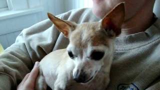 Mo the talking chihuahua