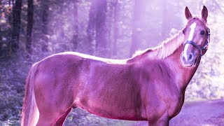Healing Sounds Meditation Music | Frequency Music 528Hz | Enhance Self Love | Ancient Healing Tones