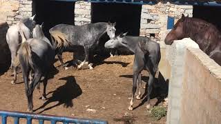 Caballo semental conociendo yeguas jovenes 3 años y medio.Preparando programa de cría 2020