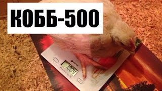 Выращивание бройлеров. КОББ-500
