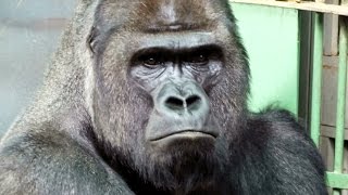 Moscow Zoo part "monkeys" (Московский зоопарк часть "обезьяны".)