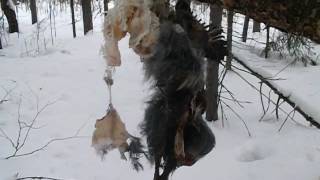 Капканный промысел куницы(Подвеселил приманку)