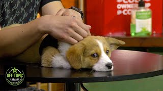The Return of Gabu - Off Topic - #274