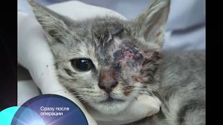 Удаление глазного яблока у кошки 3 мес