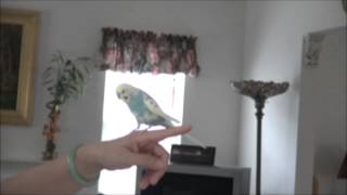 Flight training for a talking budgie/parakeet